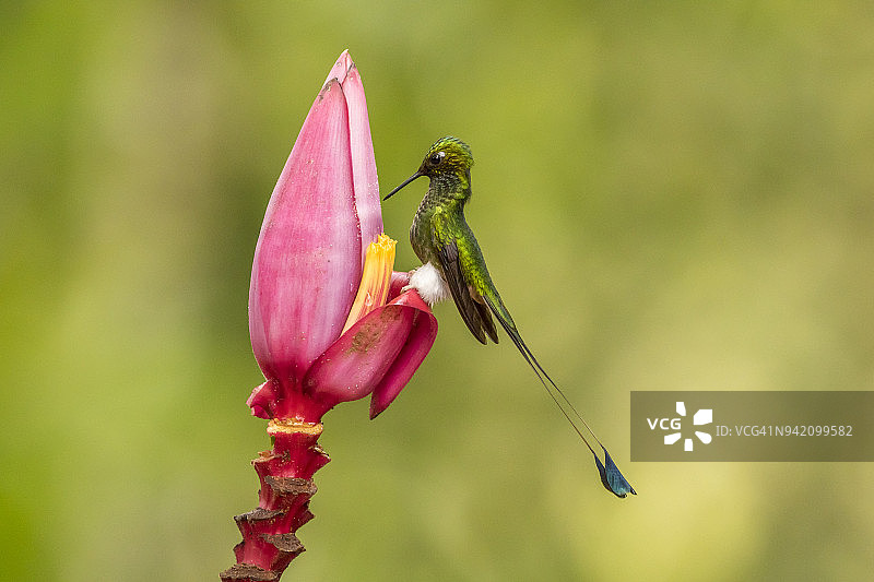 白靴网尾蜂鸟在花上觅食，厄瓜多尔图片素材