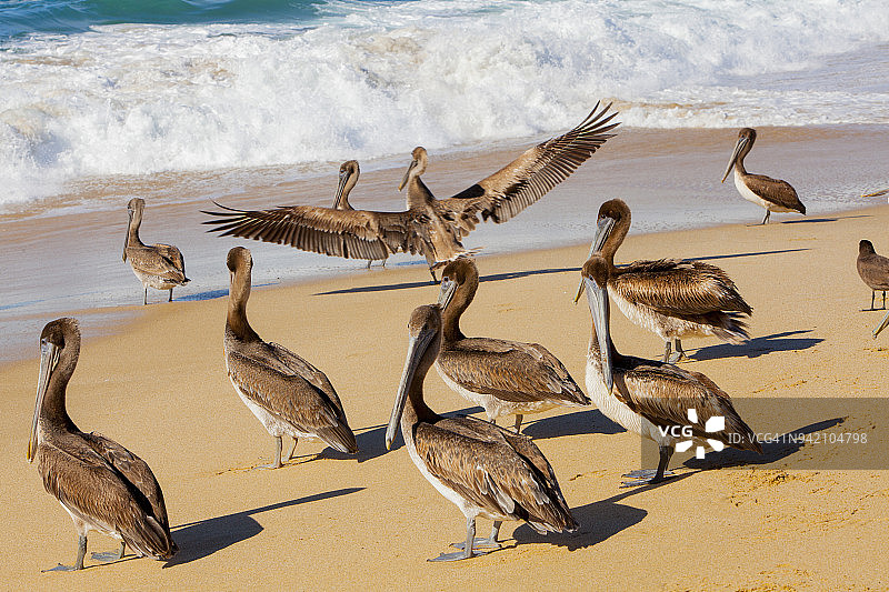 棕色鹈鹕，墨西哥下加利福尼亚州冲浪海滩图片素材