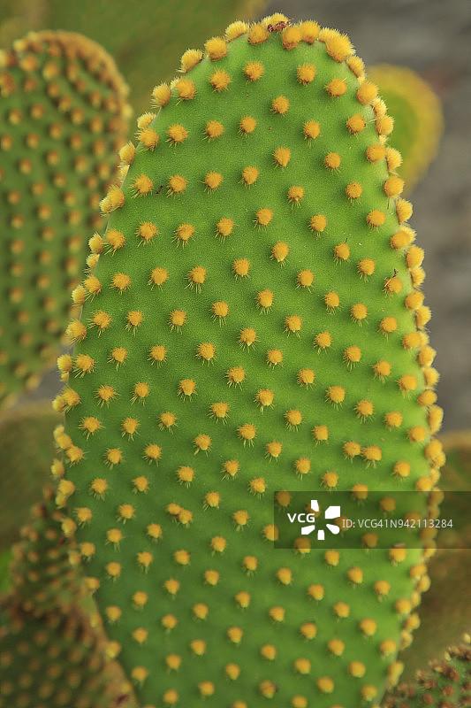 美国加利福尼亚州圣地亚哥巴尔博亚公园沙漠花园中的仙人掌（仙人掌科）图片素材