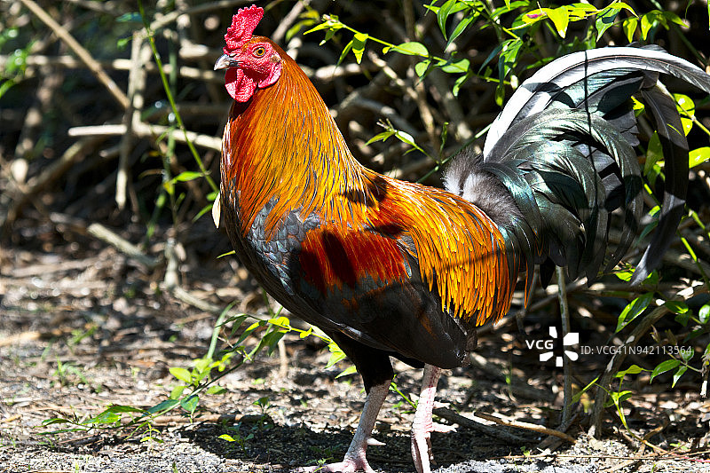 罗德岛红鸡站在灌木丛旁，美国佛罗里达州伊莫卡利图片素材