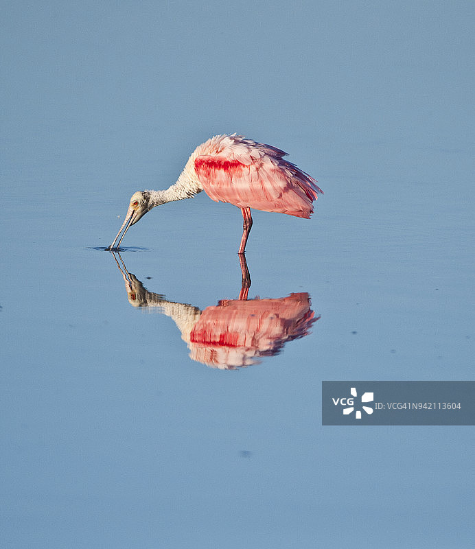 琵鹭，丁达令国家野生动物保护区，美国佛罗里达州桑尼贝尔岛图片素材