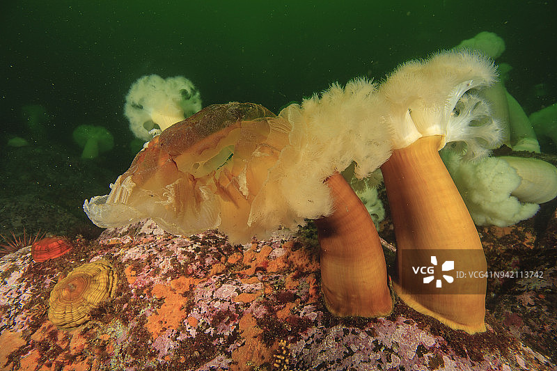 霞水母被羽状海葵捕食：美国阿拉斯加州图片素材