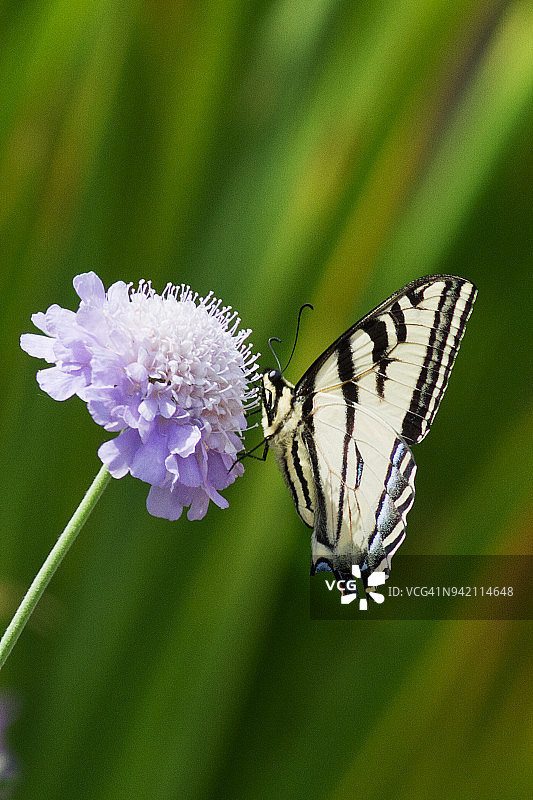 西部虎凤蝶图片素材