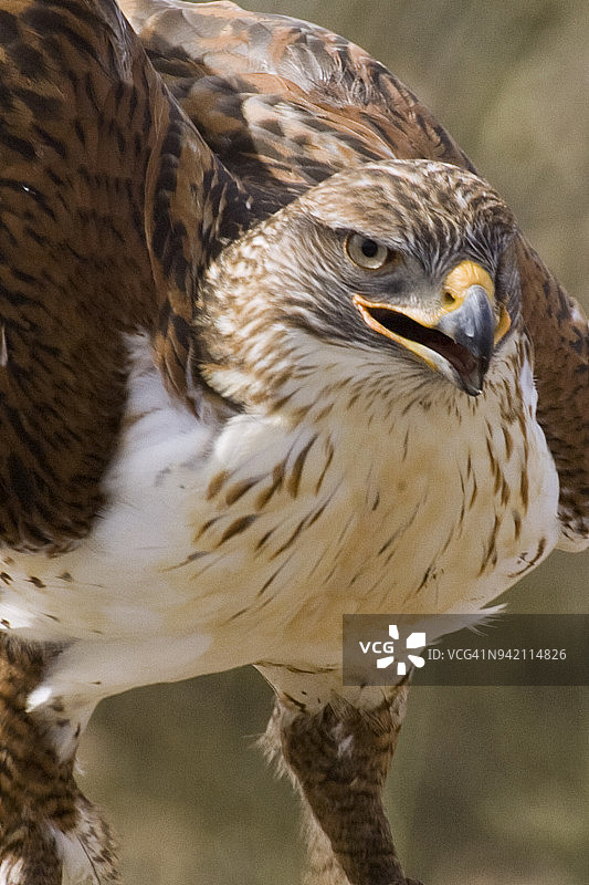 特写镜头下的铁锈鹰图片素材