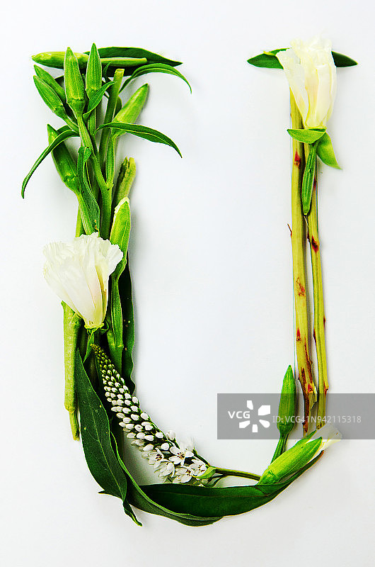 花卉字母U图片素材