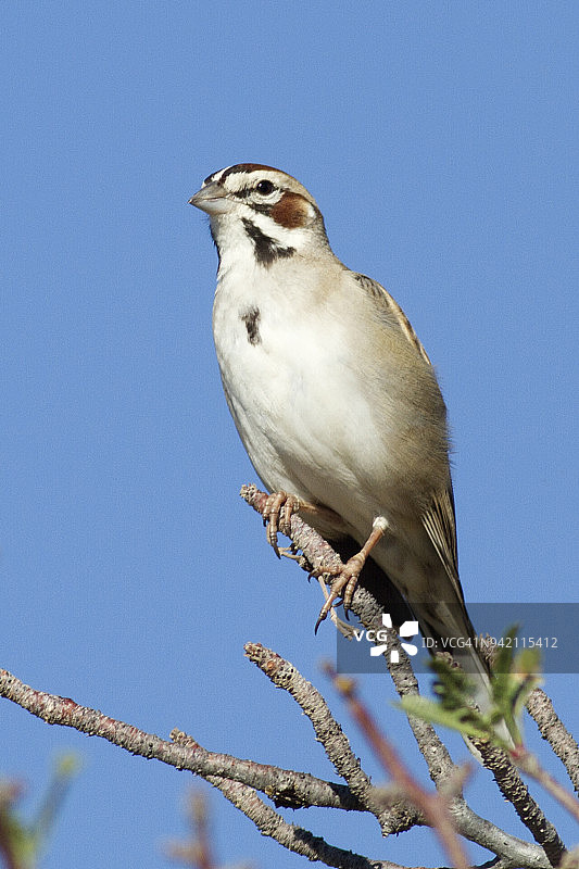 云雀麻雀图片素材