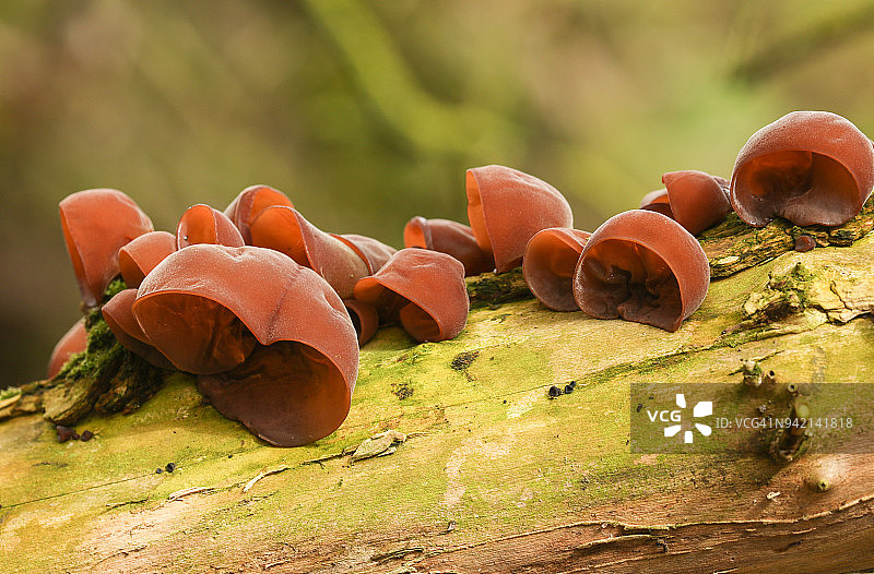 生长在树上的一群木耳图片素材