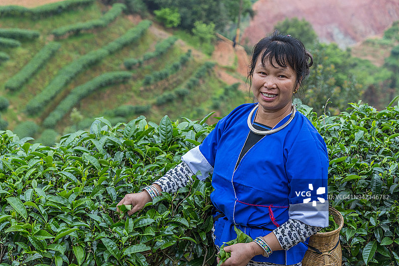 高角度拍摄的采茶中国茶农图片素材