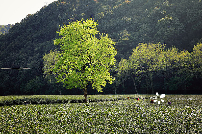 杭州梅家坞龙井茶园图片素材
