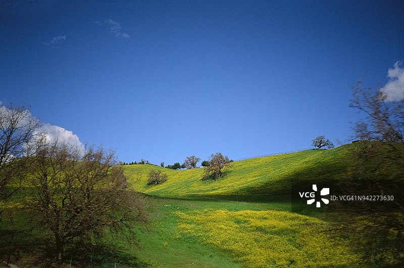 山丘上的芥末酱图片素材