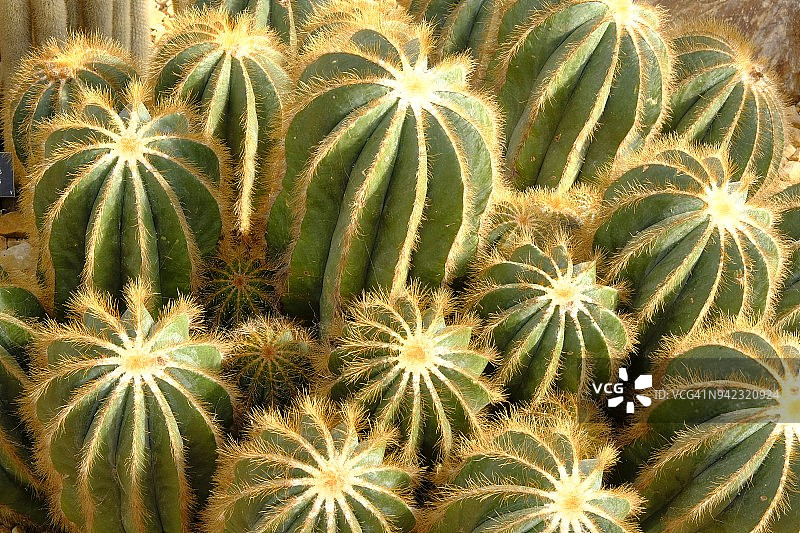 热带翠晃冠仙人掌图片素材