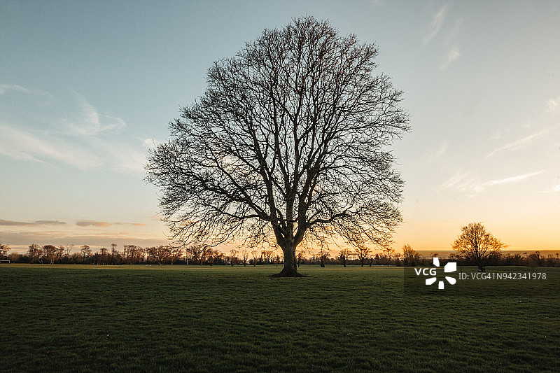 爱尔兰都柏林马拉海德的大树图片素材
