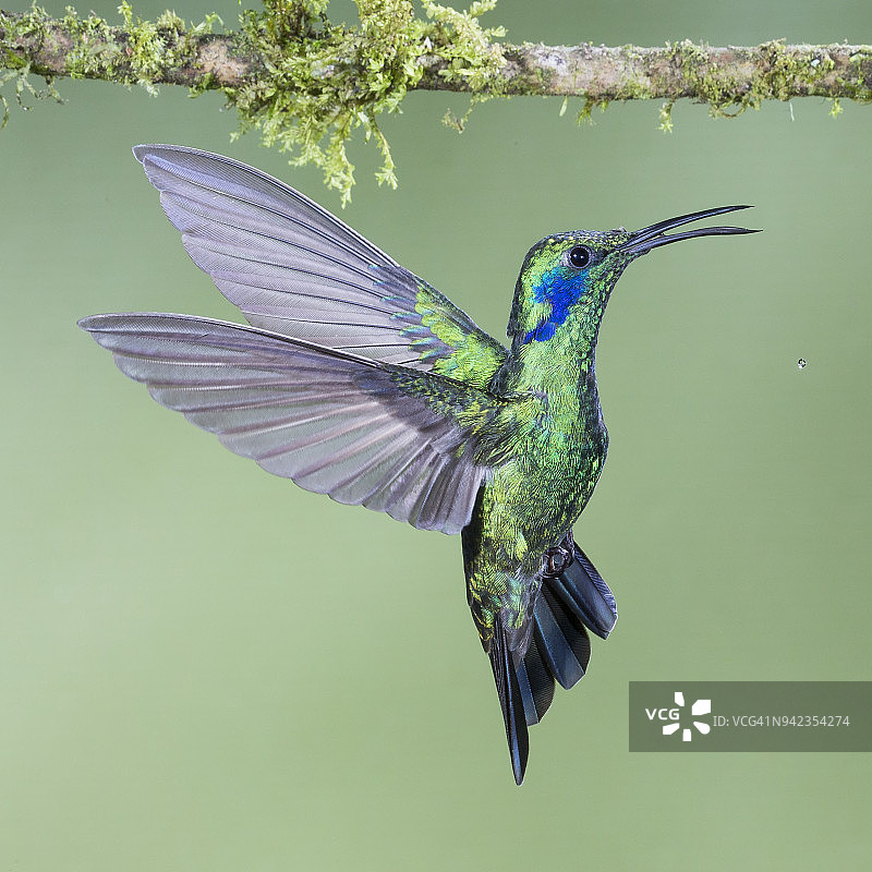 绿耳蜂鸟图片素材