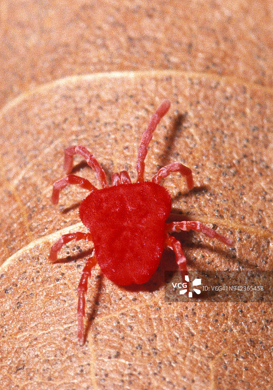 春天常见的绒螨（Trombidium sp.）图片素材