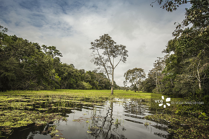 帕卡亚-萨米里亚国家保护区，秘鲁伊基托斯图片素材