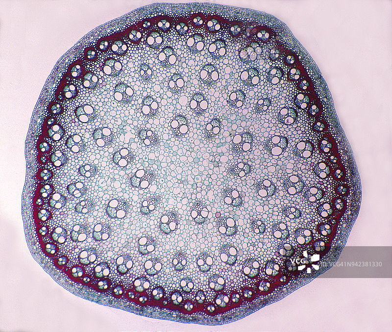 具有分散维管束的单子叶植物茎横截面——菝葜属植物，8倍放大图片素材