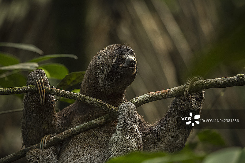 帕卡亚-萨米里亚国家保护区，秘鲁伊基托斯图片素材