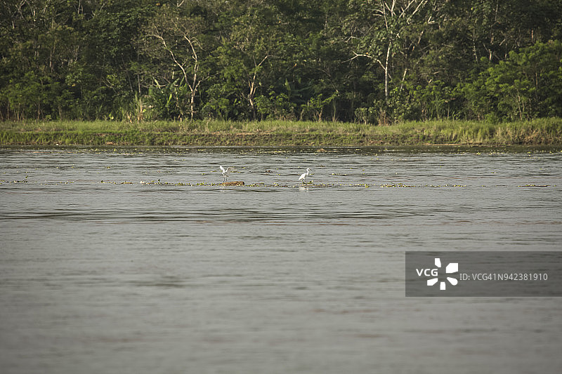 帕卡亚-萨米里亚国家保护区，秘鲁伊基托斯图片素材