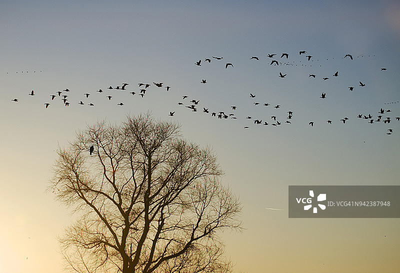 飞翔的雪雁群图片素材