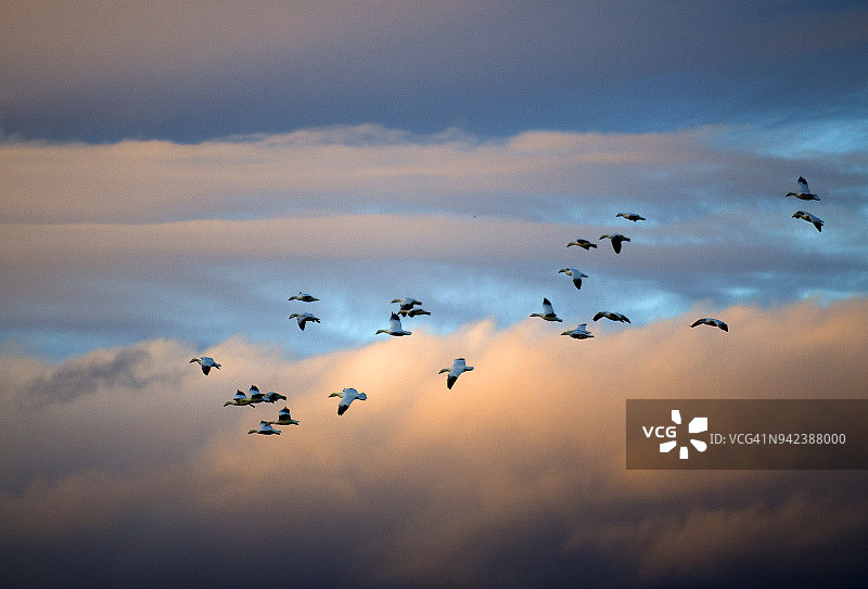 飞翔的雪雁群图片素材