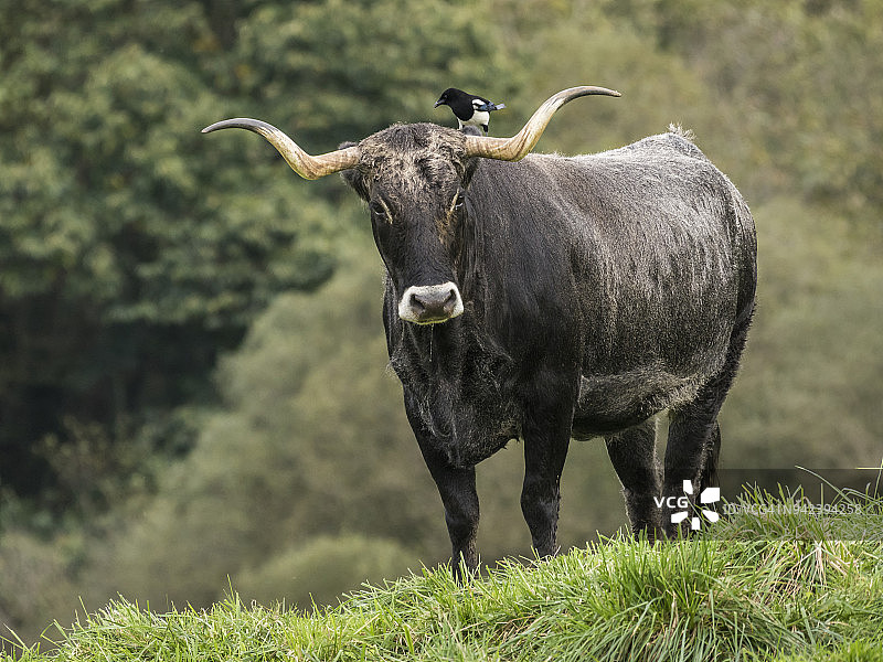 来自西班牙坎塔布里亚的图丹卡牛，喜鹊正在为其清除寄生虫。图片素材