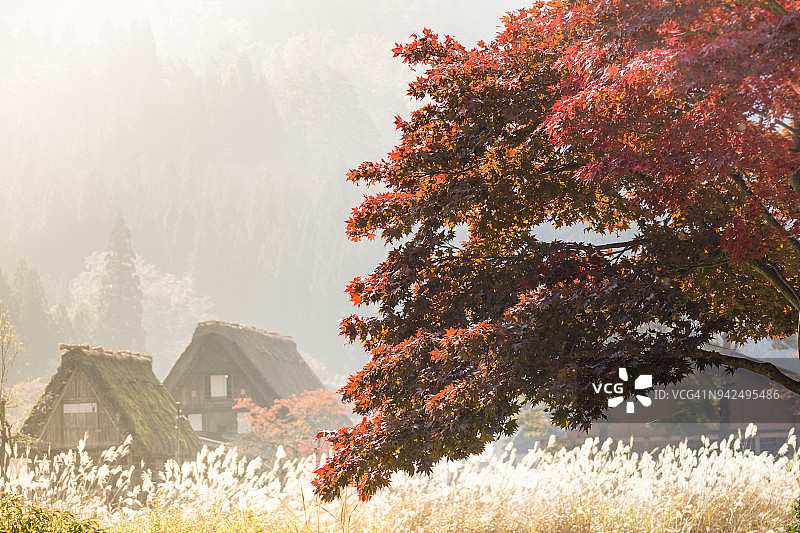 日本白川乡的茅草屋顶房屋图片素材