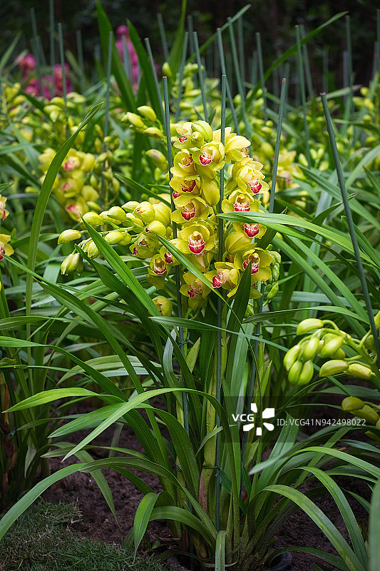 花园中盛开的绿兰花春景图片素材