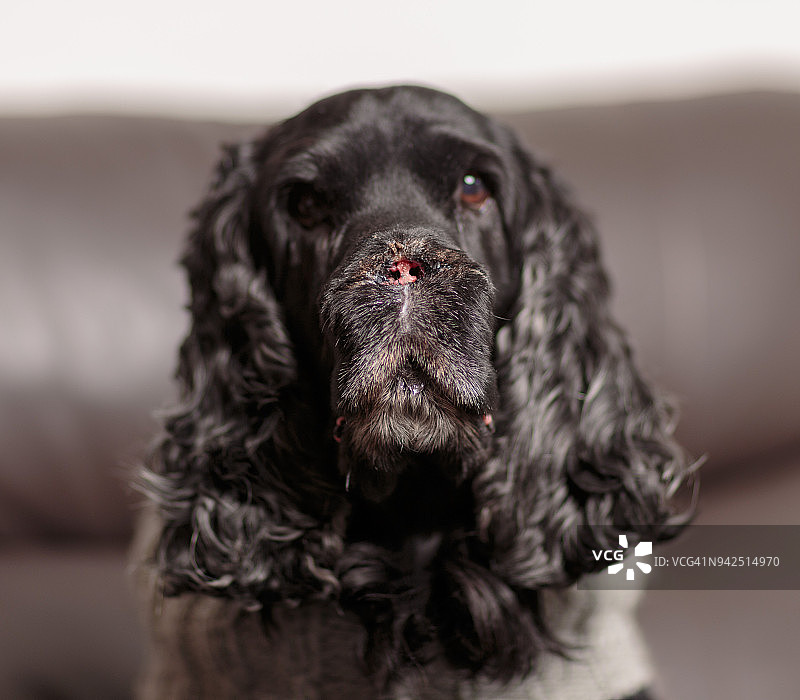 正在从鼻癌（腺癌）手术中恢复的可卡犬图片素材
