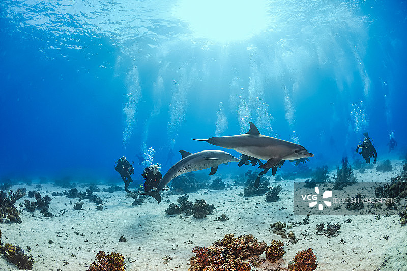 与海豚一起享受的潜水团队图片素材