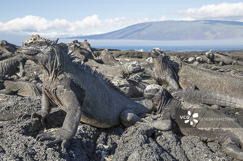海鬣蜥图片素材