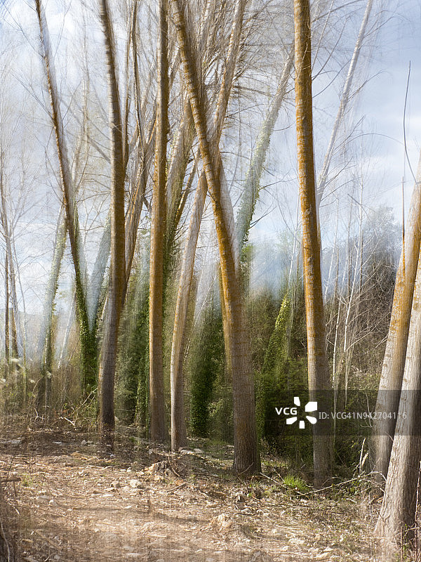 春季森林中黑杨树的树干抽象图片素材