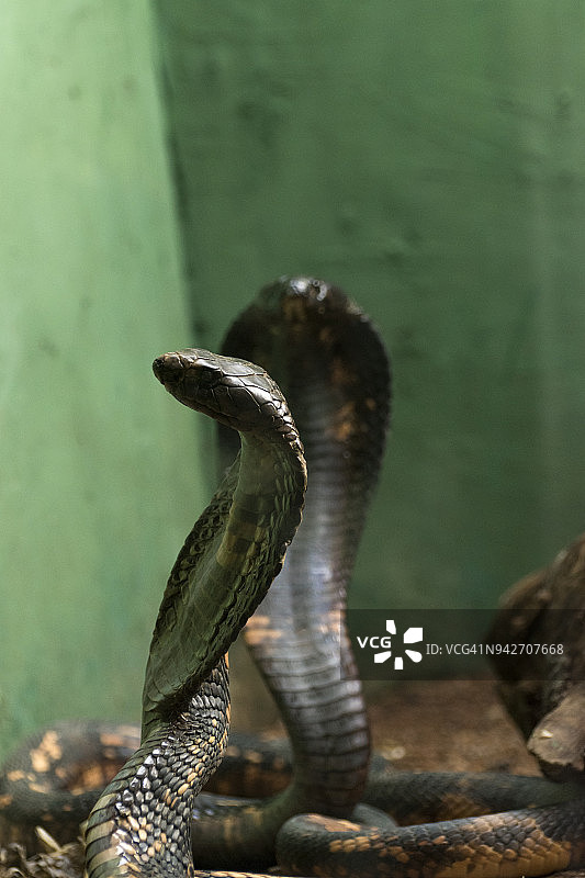 埃及眼镜蛇图片素材