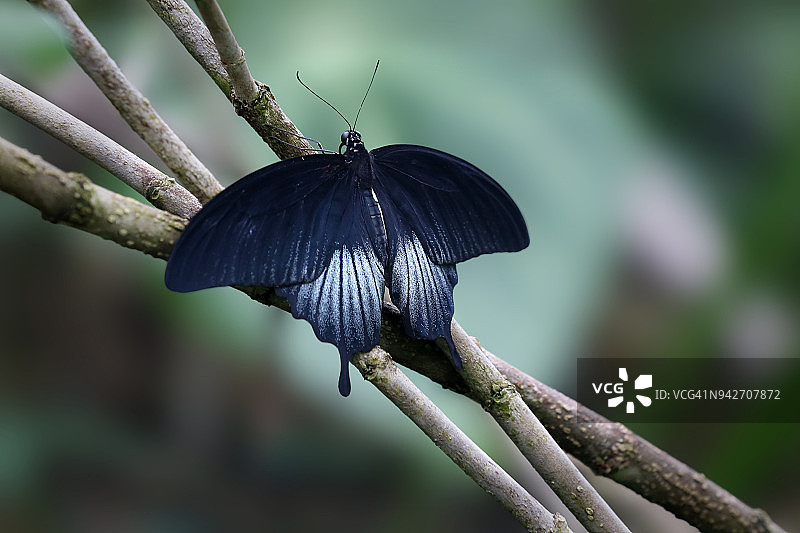 大木 Mormon凤蝶图片素材