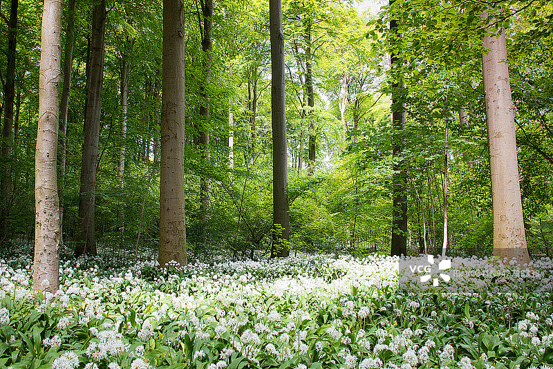 绿色植物图片素材