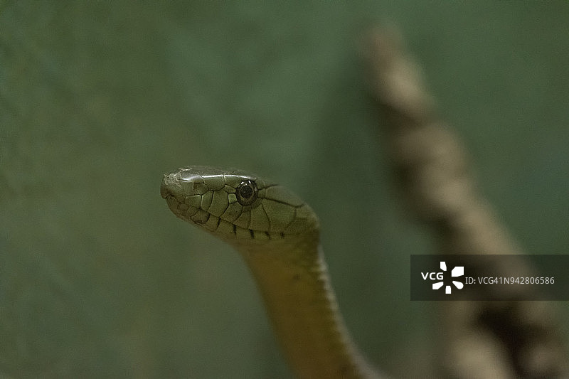 非洲树蛇图片素材