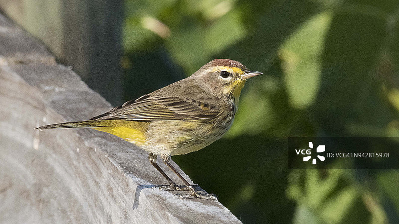 棕榈莺图片素材