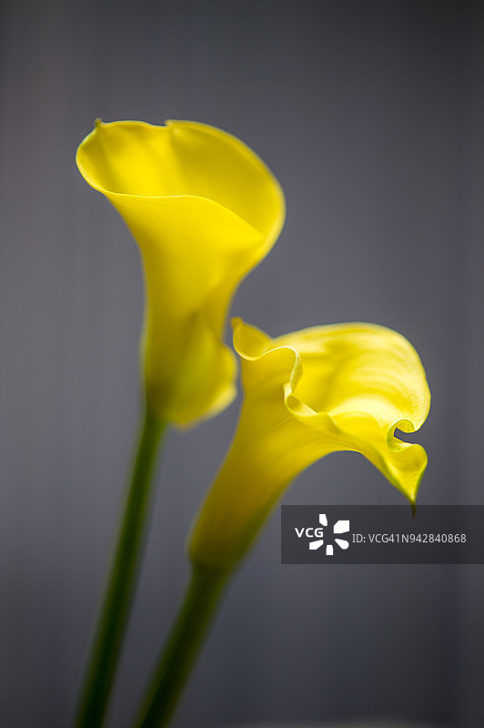 马蹄莲图片素材