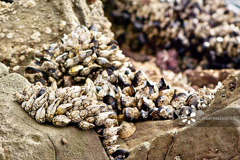覆盖着加州贻贝的岩石图片素材