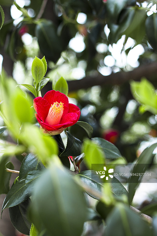 红色山茶花图片素材