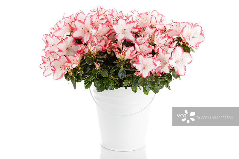 白色背景中花盆里的盛开杜鹃花图片素材