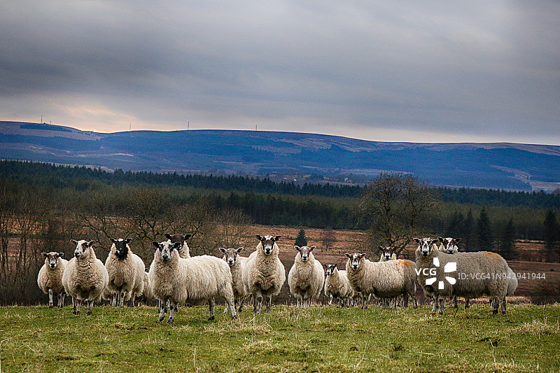 一群绵羊警惕地站立在苏格兰乡村图片素材