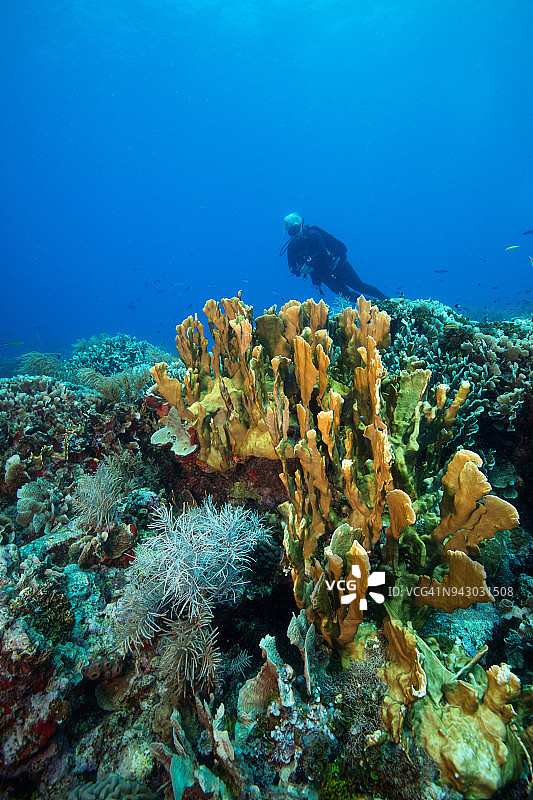 位于罗阿坦岛西部，科奇诺斯群岛附近的 Seamounts 海山，洪都拉斯海湾群岛。健康硬珊瑚的水下景观图片素材