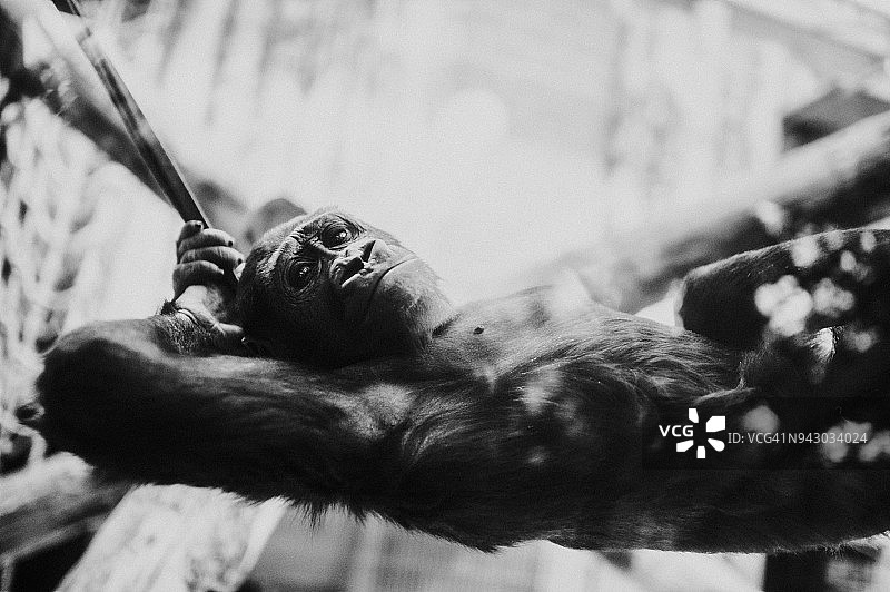 黑猩猩放松图片素材