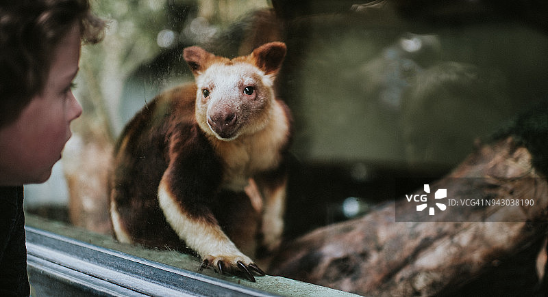 古氏树袋鼠图片素材