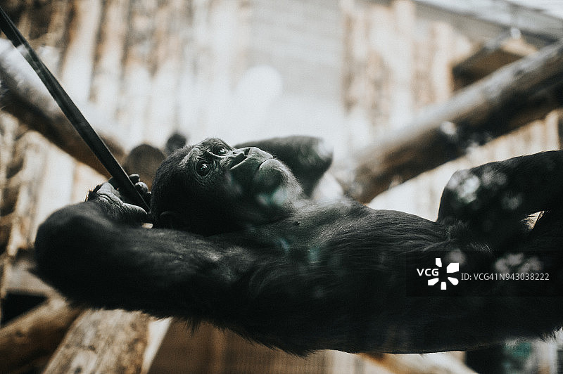 黑猩猩放松图片素材