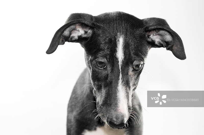 白色背景下的小狗肖像图片素材