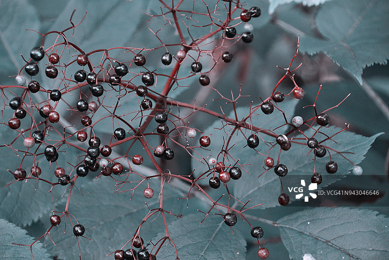 夏日水果图片素材