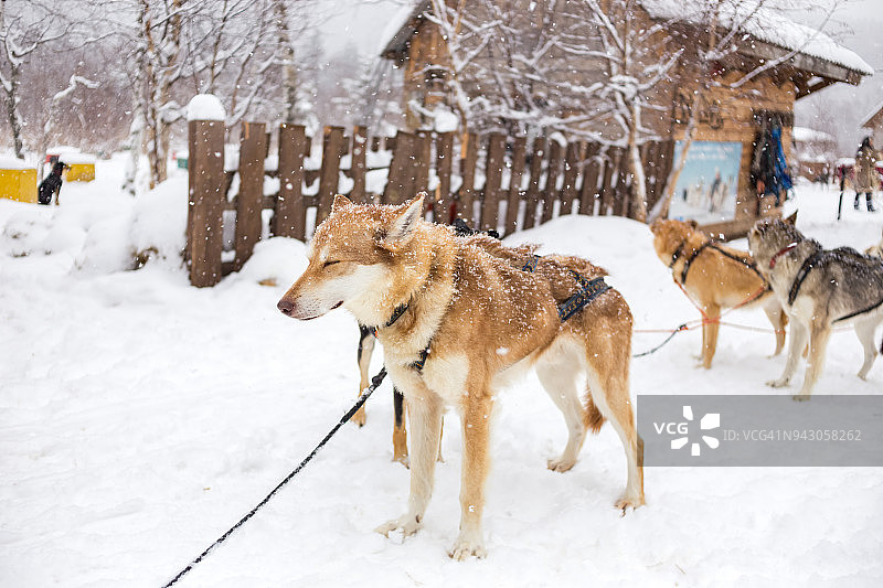狗拉雪橇图片素材
