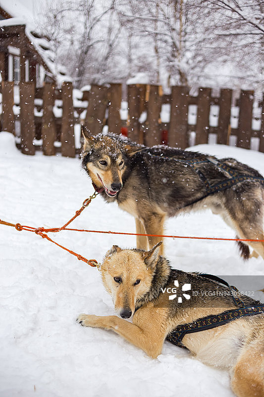 狗拉雪橇图片素材