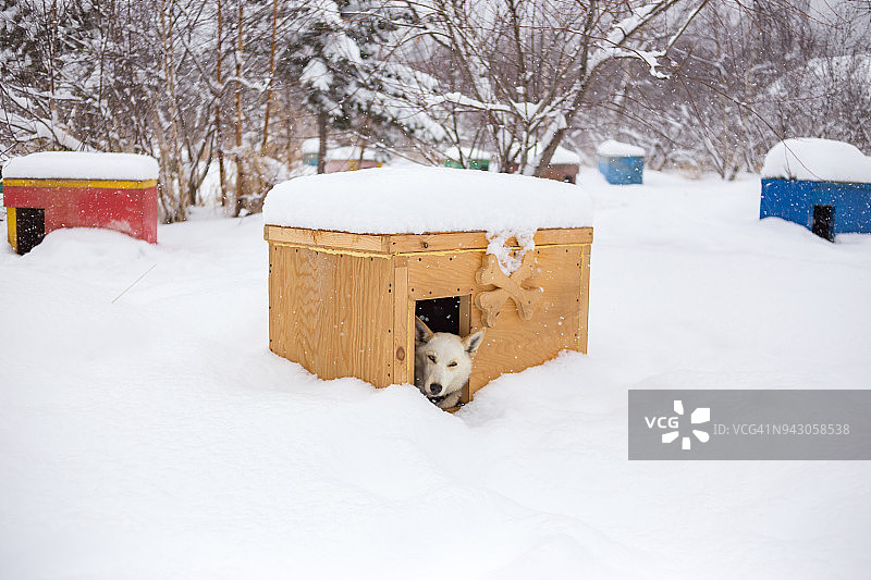 狗拉雪橇图片素材